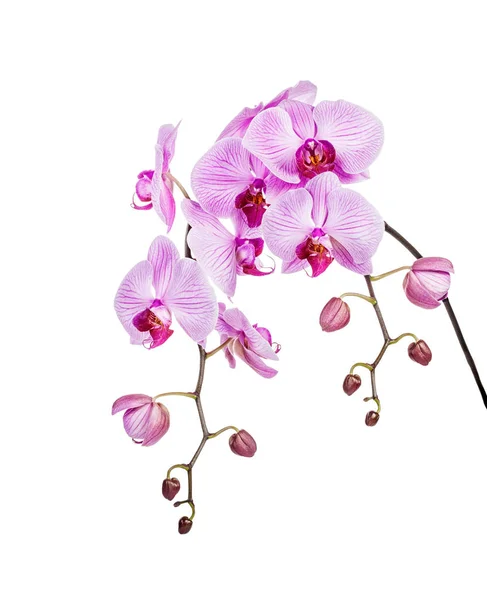Orchid Flower Petals Flora Beauty Stock Picture