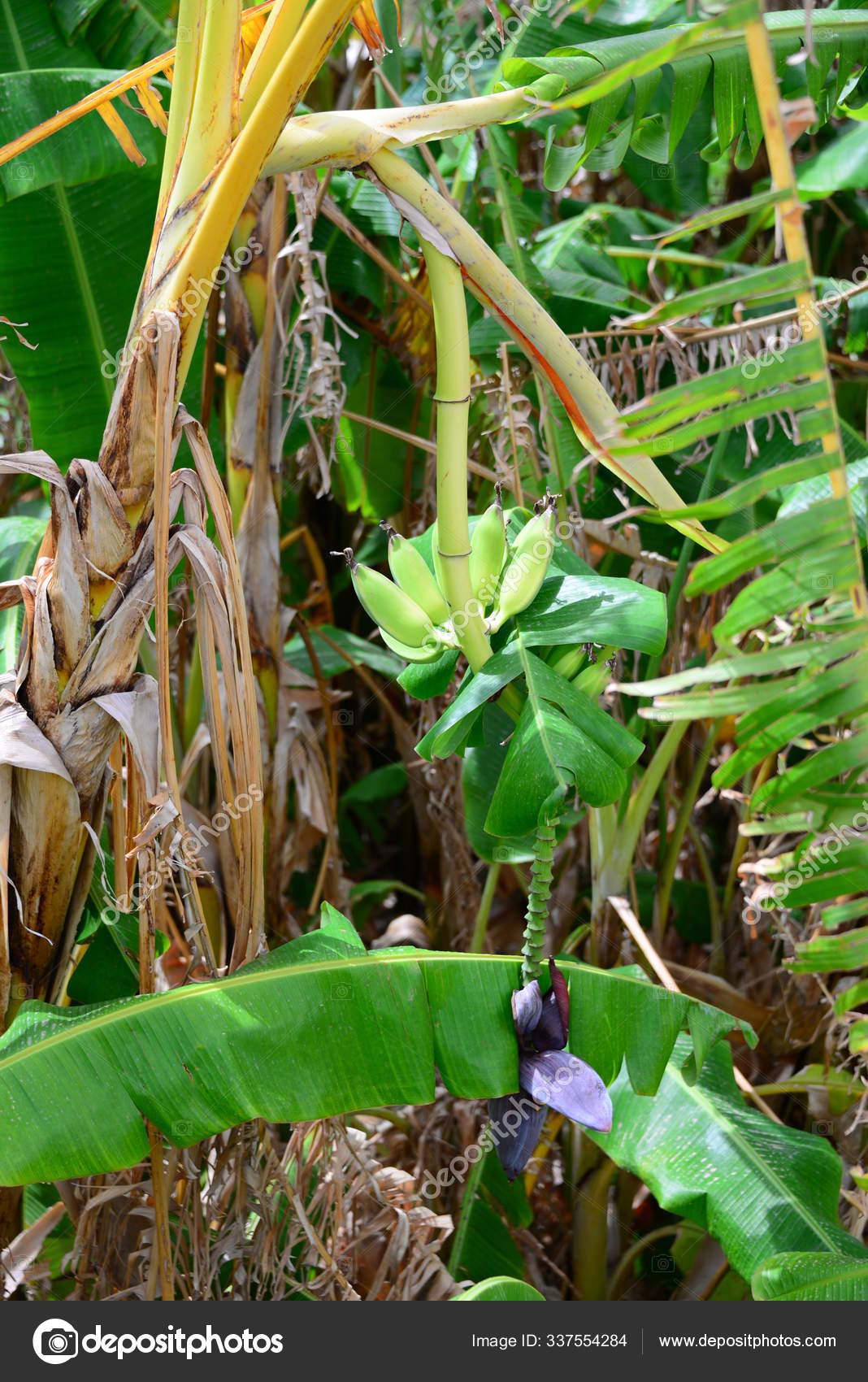 Jangan Lewatkan! Gambar Tanaman Pohon Pisang Terbaik - Informasi
