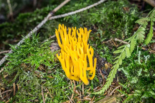 森林地面上的蘑菇 — 图库照片