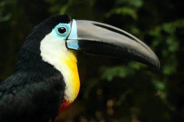 有通道嘴的Toucan Ramphastos Vitellinus — 图库照片