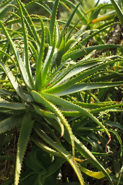 Aloe Vera Zelené Květinové Listy — Stock fotografie