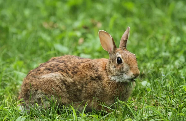 Cute Bunny Closeup Shot — Stock Photo, Image