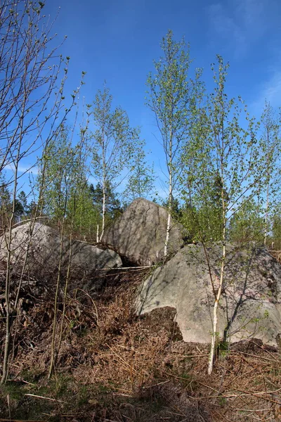 Gläntan Med Stora Stenar — Stockfoto