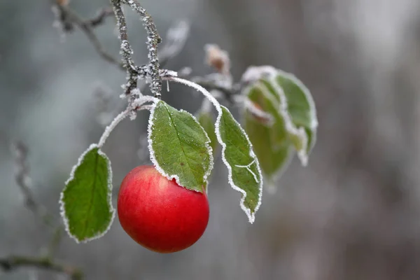 Спелые Красные Яблоки Ветке — стоковое фото