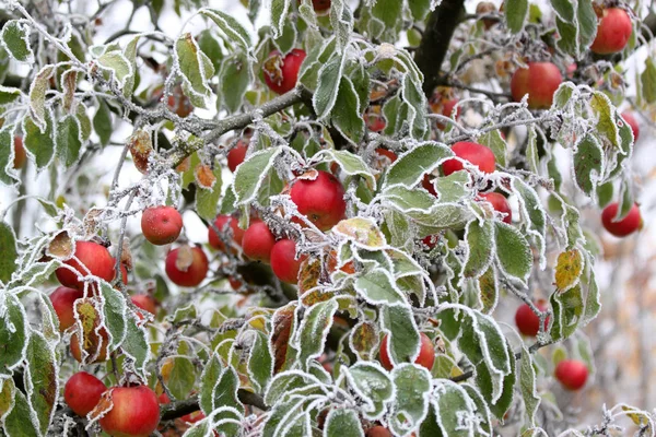 Sorpresa Mattino — Foto Stock