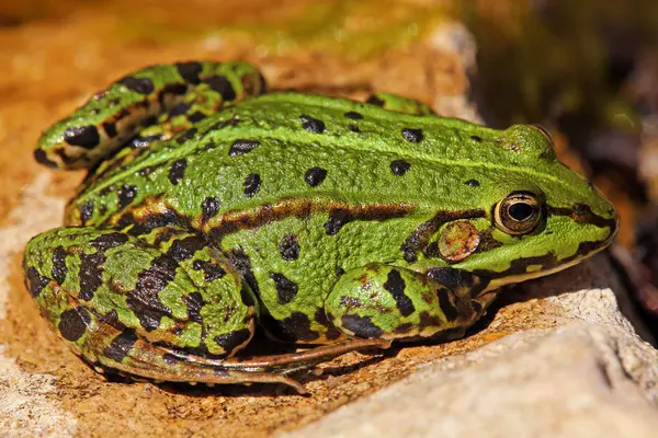 Gölet Kurbağası Pelophylax Esculentus — Stok fotoğraf