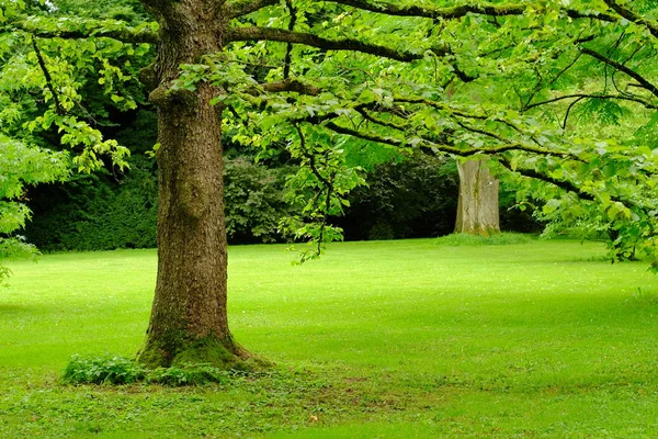 Pohon Hijau Taman — Stok Foto