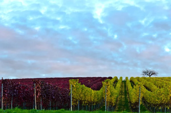 ブドウ畑の風景ワインブドウの栽培 — ストック写真