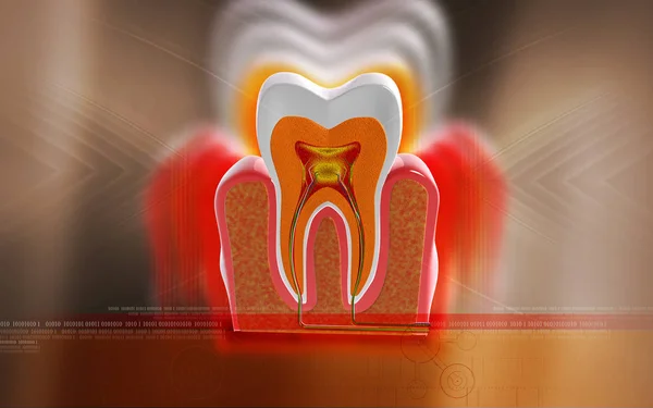 Digitale Darstellung Des Zahnquerschnitts Farbigen Hintergrund — Stockfoto