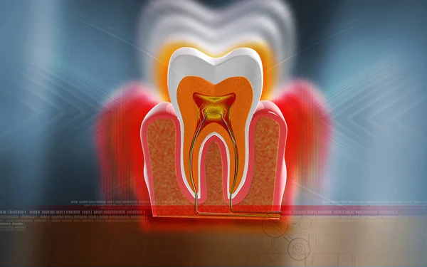 Digitale Darstellung Des Zahnquerschnitts Farbigen Hintergrund — Stockfoto