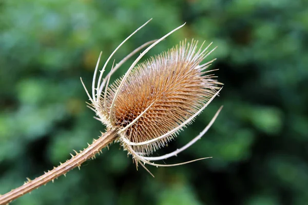 Suchá Květenství Divoká Karta Dipsacus Fullonum — Stock fotografie