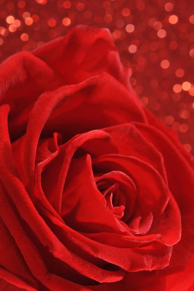 Červená Růže Červeném Pozadí Třpytu — Stock fotografie
