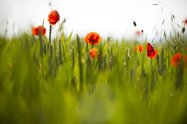 Vista Cerca Hermosas Flores Amapola Silvestre — Foto de Stock