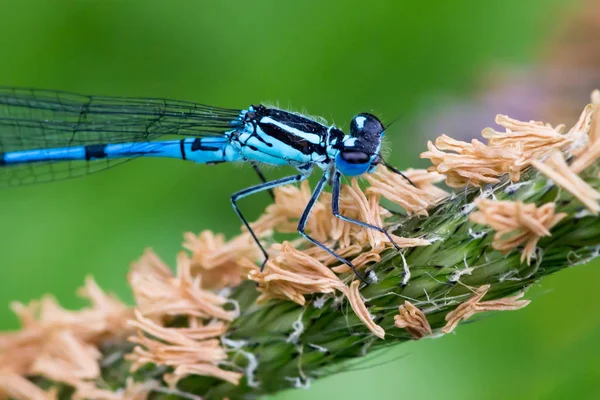 Odonata Vážky Přírodě Flóra — Stock fotografie