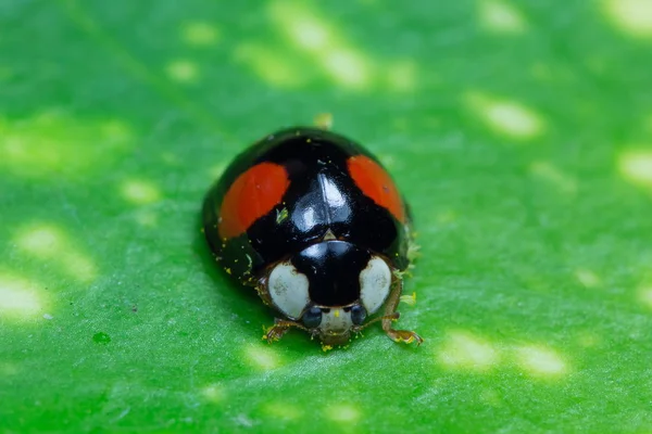 Nahaufnahme Von Niedlichen Marienkäfer Insekt — Stockfoto