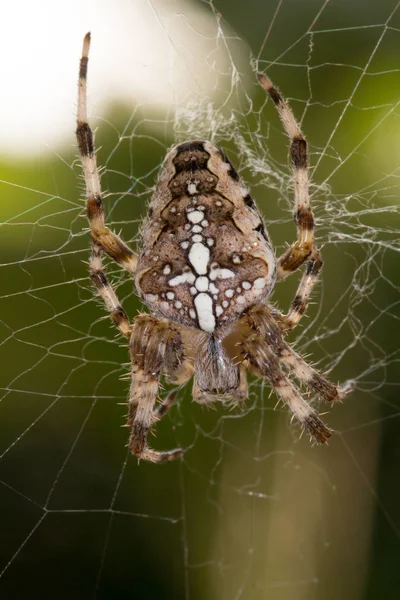spider animal, scary insect