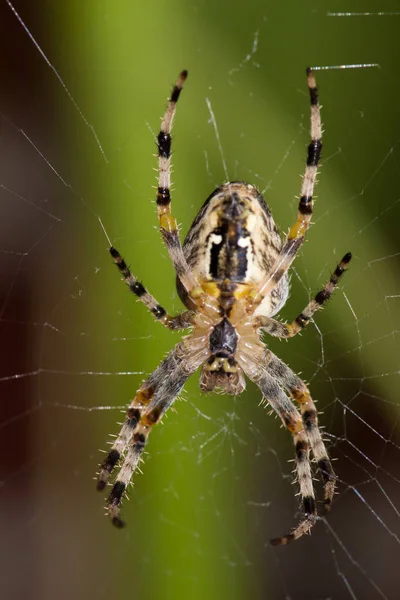 交叉蜘蛛 令人讨厌的动物 — 图库照片