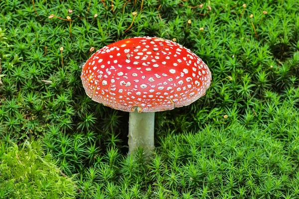 Toadstool Close Poisonous Mushroom Moss — Stock Photo, Image