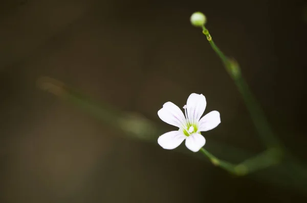 배경에 대비하여 펼쳐진 잎자루 바늘에 꿰어서 피우는 Minuartia Laricifolia — 스톡 사진