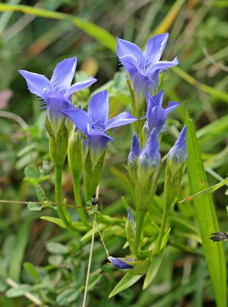 Flores Gentian Campo Pradera —  Fotos de Stock