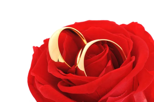 Dwa Złote Pierścienie Czerwonej Róży Białym Tle — Zdjęcie stockowe
