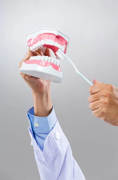 Tenuta Del Dentista Con Dentiera Spazzolino — Foto Stock