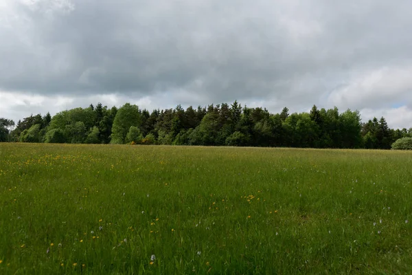 Fläckig Knabenkrautin Sistig Krekeler Heden — Stockfoto