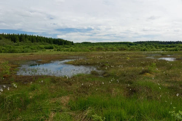 Reserve Hohes Venn Hautes Fagnes Belgium — стоковое фото