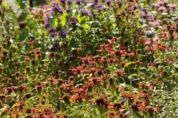 Örtparken Blommar Och Luktar — Stockfoto