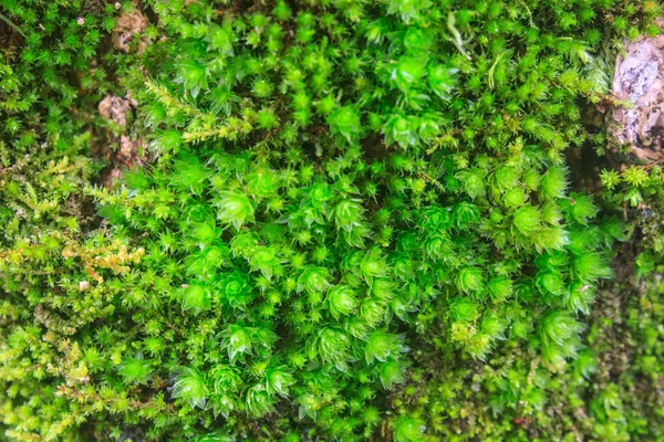 Casca Árvore Natureza Madeira Texturizada — Fotografia de Stock