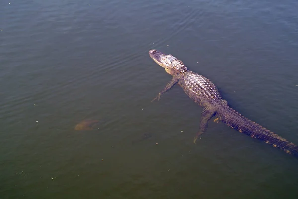 Florida Zuidoostelijke Amerikaanse Staat Met Aan Ene Kant Atlantische Oceaan — Stockfoto