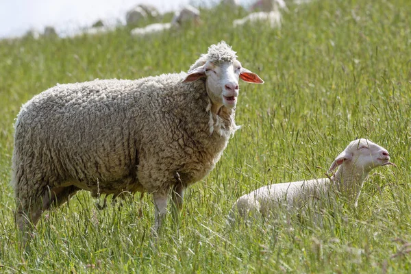 domestic sheep on a pasture