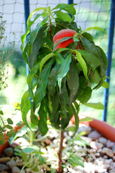 Tomate Vermelho Jardim — Fotografia de Stock