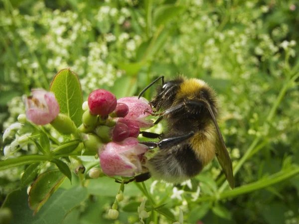 Close Van Een Hommel Een Bloem Van Bessen Struik Symphoricarpos — Stockfoto