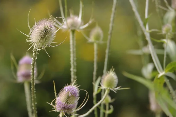 Parco Delle Erbe Fiorisce Profuma — Foto Stock