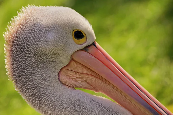 Fechar Pelicano Pelecanus Conspicillatus Australiano — Fotografia de Stock