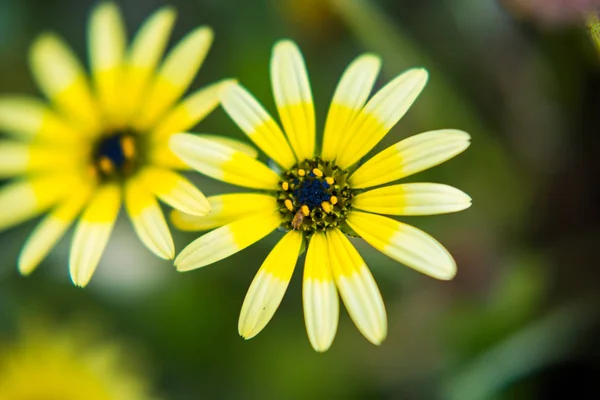 Krásný Žlutý Květ Měkkým Bokeh — Stock fotografie