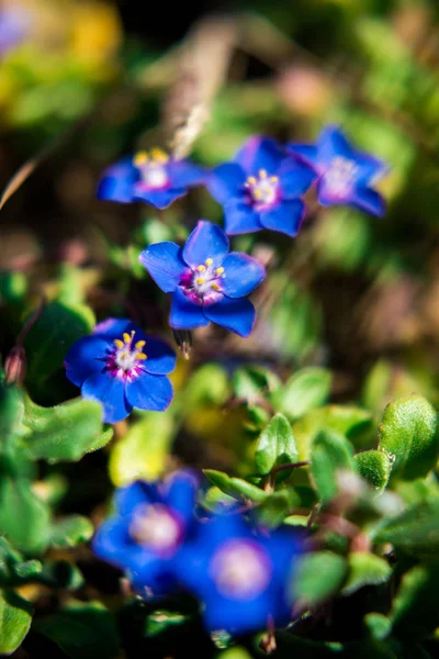 Beautiful Flower Nice Bokeh — Stock Photo, Image