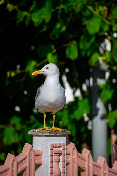 Doğadaki Güzel Martı Kuşlarının Manzarası — Stok fotoğraf