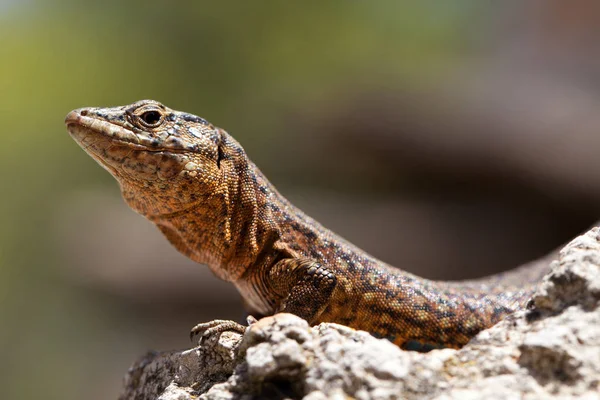 Gros Plan Lézard Dans Habitat Concept Sauvagerie — Photo