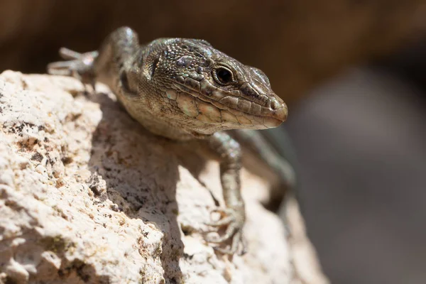 Primer Plano Lagarto Hábitat Concepto Salvajismo — Foto de Stock