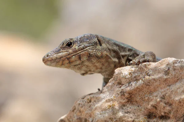 Gros Plan Lézard Dans Habitat Concept Sauvagerie — Photo