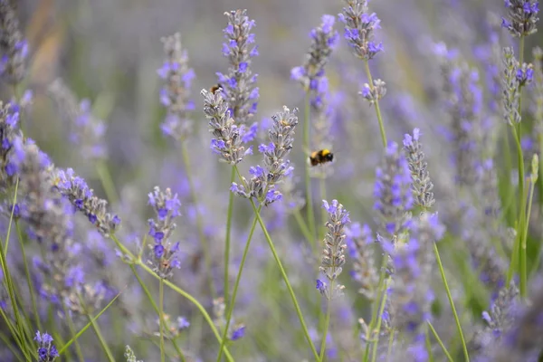 Violette Lavendelblüten Violette Blüten — Stockfoto