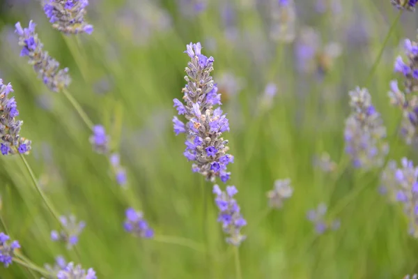 Lila Blüten Lavendel — Stockfoto