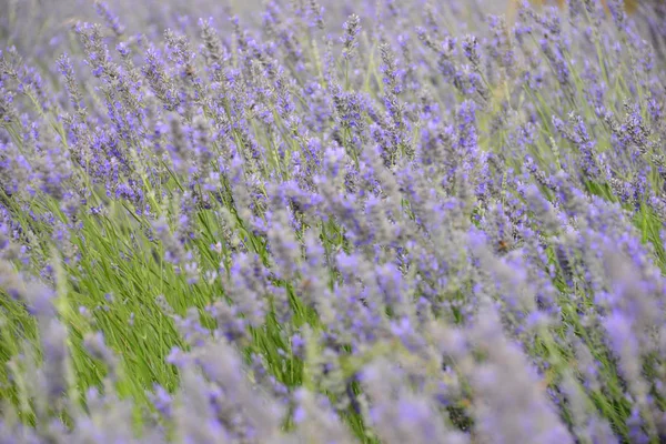 Aromatyczne Kwiaty Wypełnione Lawendą — Zdjęcie stockowe