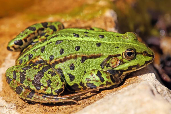 Yeşil Kurbağa Amfibi Hayvan Fauna — Stok fotoğraf