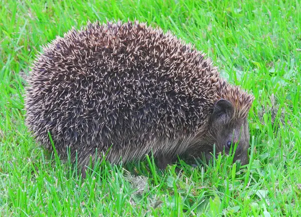 Stekelige Egel Dier Stekelige Egels — Stockfoto