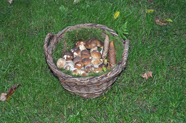 Cogumelos Cogumelos Porcini Cogumelos Porcini Cesta Speisepilz Fungos Alimentares Cogumelos — Fotografia de Stock