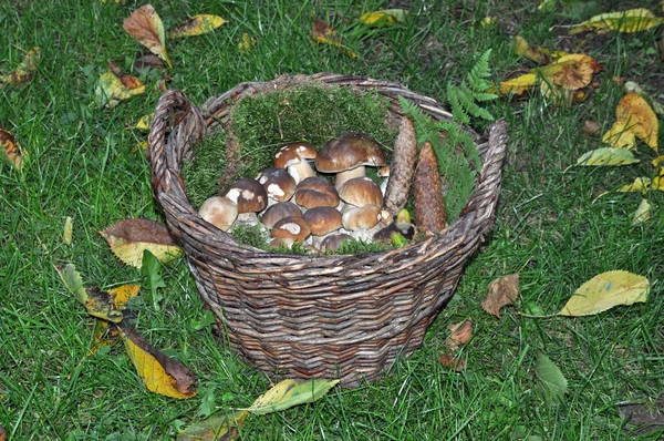 Cogumelos Cogumelos Porcini Cogumelos Porcini Cesta Speisepilz Fungos Alimentares Cogumelos — Fotografia de Stock