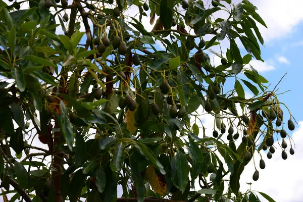 Дерево Авокадо Флора Листя — стокове фото